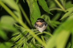 Hirundo rustica gutturalis