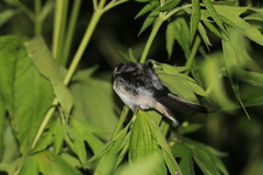 Hirundo rustica gutturalis