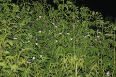 Hirundo rustica gutturalis