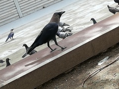 Corvus splendens