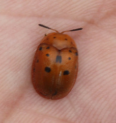 Chelymorpha phytophagica