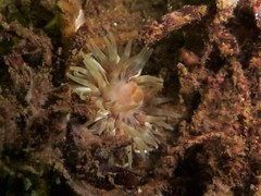 Urticina felina