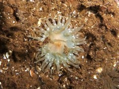 Urticina felina