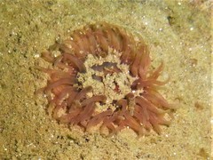 Urticina felina
