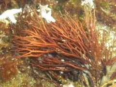 Furcellaria lumbricalis