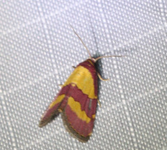 Phoenicophanta bicolor