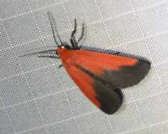 Ptychoglene coccinea