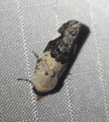 Acontiini