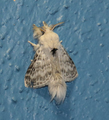 Apotolype brevicrista