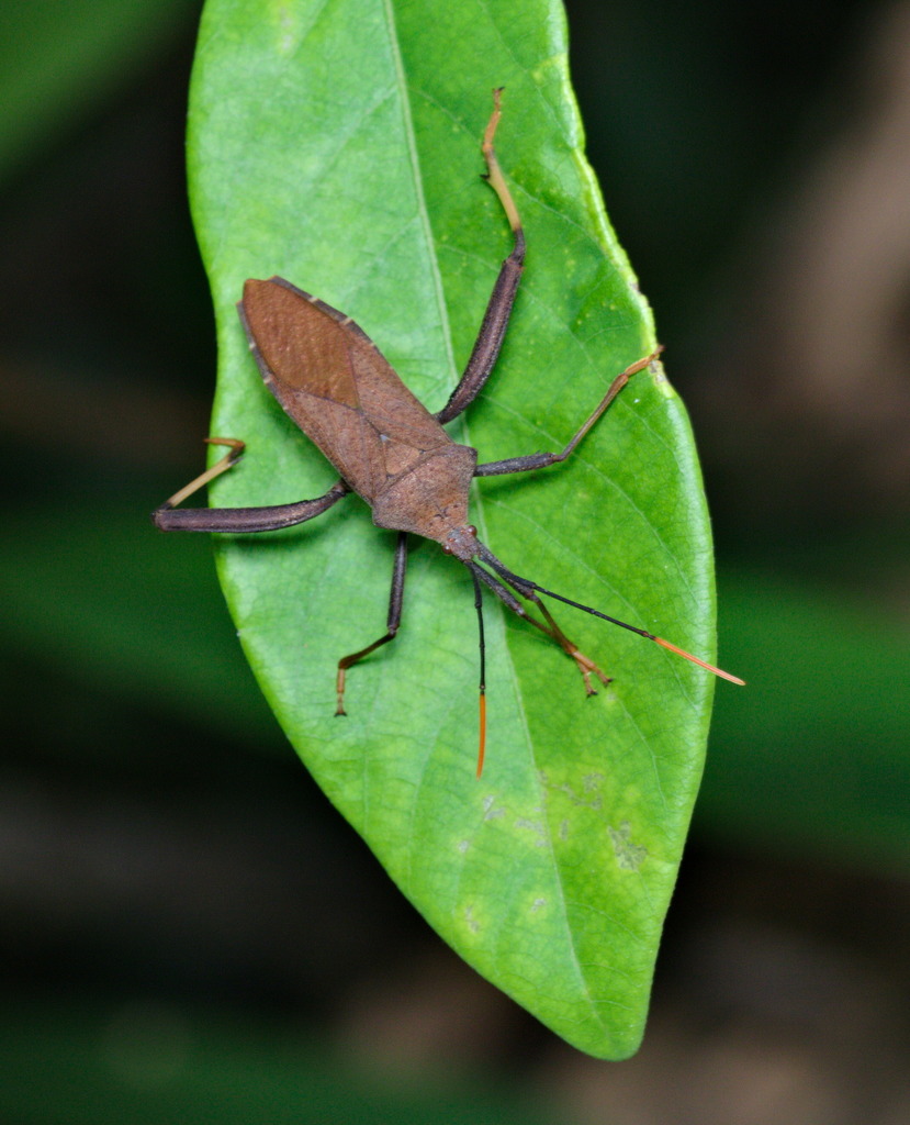 Mictis serina