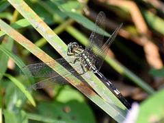 Orthetrum sabina