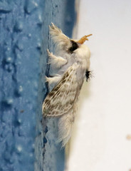 Apotolype brevicrista
