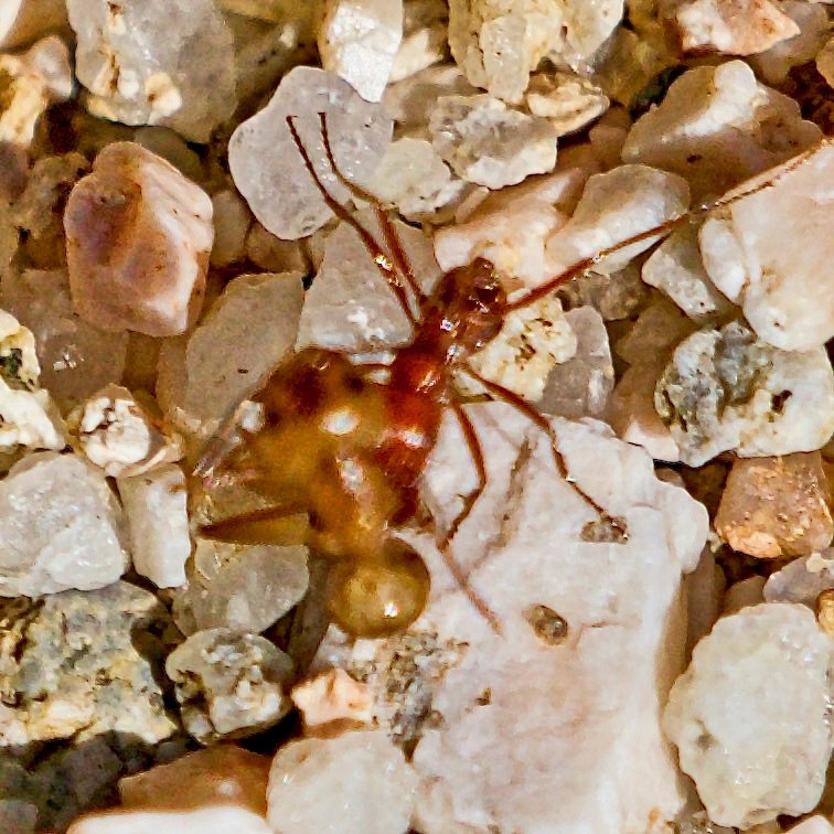 Camponotus fragilis