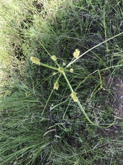 Cyperus dipsaceus