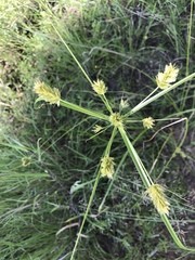 Cyperus dipsaceus
