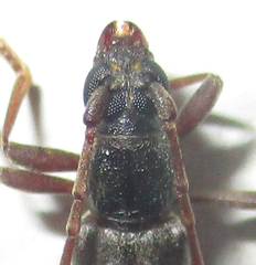 Margites deroliformis