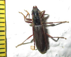 Margites deroliformis