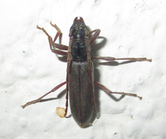 Margites deroliformis
