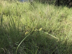Cyperus dipsaceus