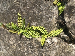 Asplenium trichomanes