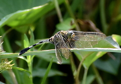 Orthetrum sabina