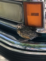 Turdus migratorius