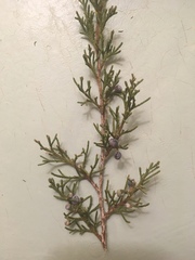 Juniperus virginiana