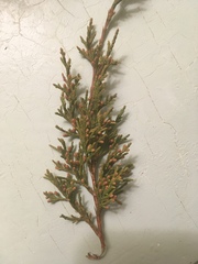 Juniperus virginiana