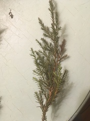 Juniperus virginiana