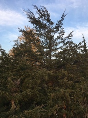 Juniperus virginiana