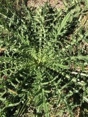 Cirsium