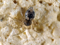 Oecobius maculatus