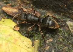 Pseudoneoponera