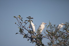 Bubulcus ibis image