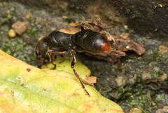 Pseudoneoponera