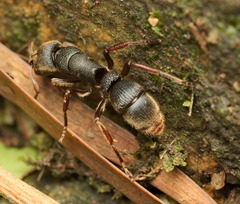 Pseudoneoponera