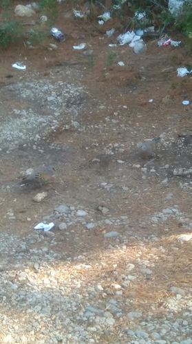 hrdlička poľná (Streptopelia turtur)