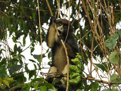 Cercopithecus neglectus