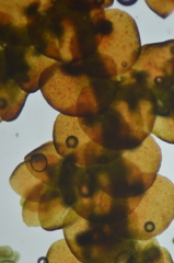 Frullania californica