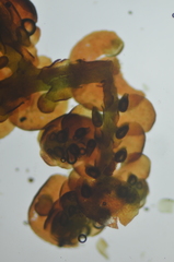 Frullania californica