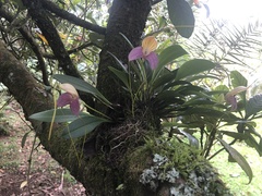 Masdevallia caudata