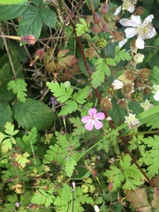 Geranium robertianum
