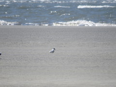 Gelochelidon nilotica