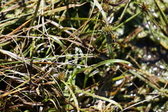 Cyperus brevifolioides