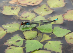 Erythromma najas humerale