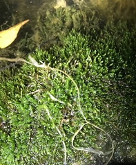 Hygroamblystegium
