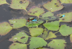 Erythromma najas humerale