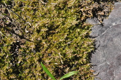Hygrohypnum