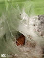 Pterinochilus murinus