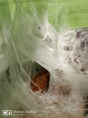 Pterinochilus murinus